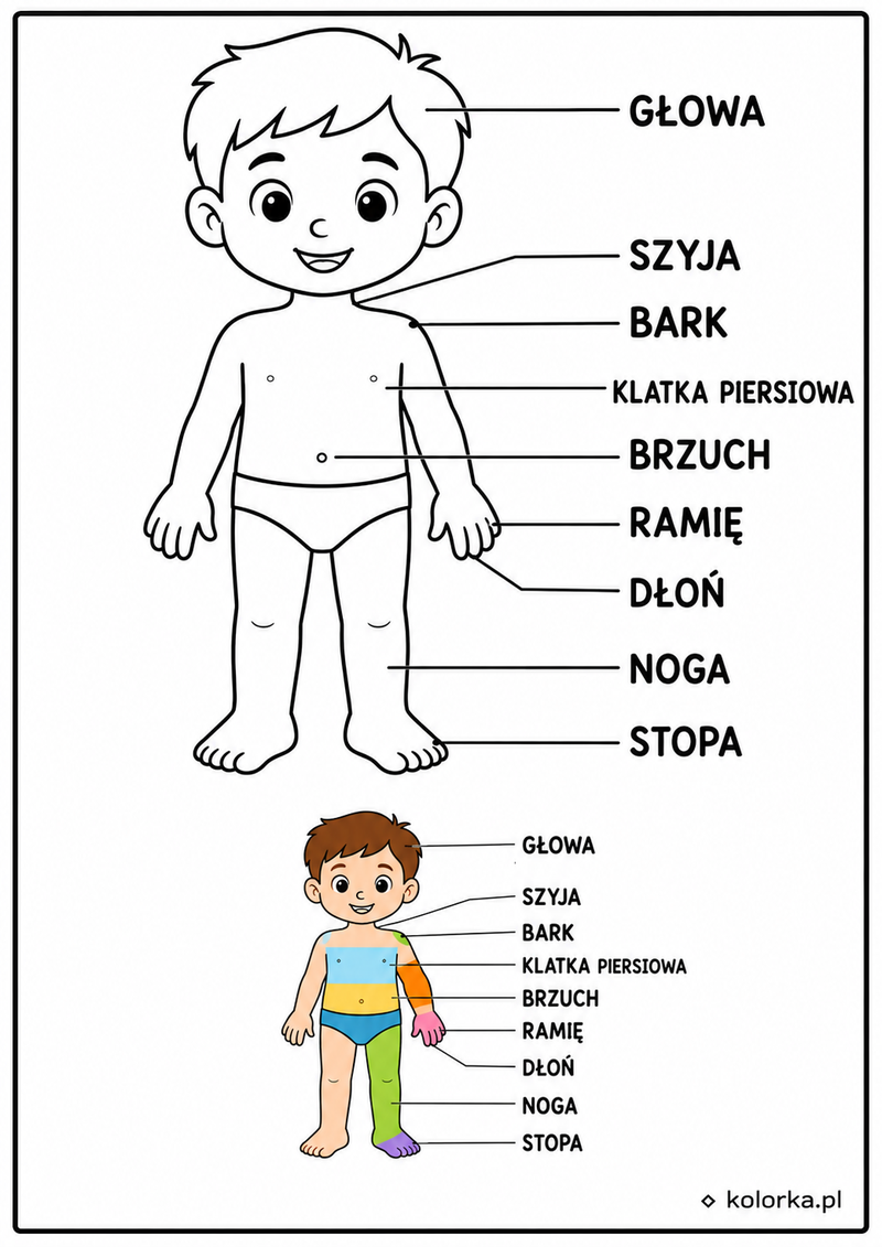 Kolorowanki anatomia człowieka - części ciała