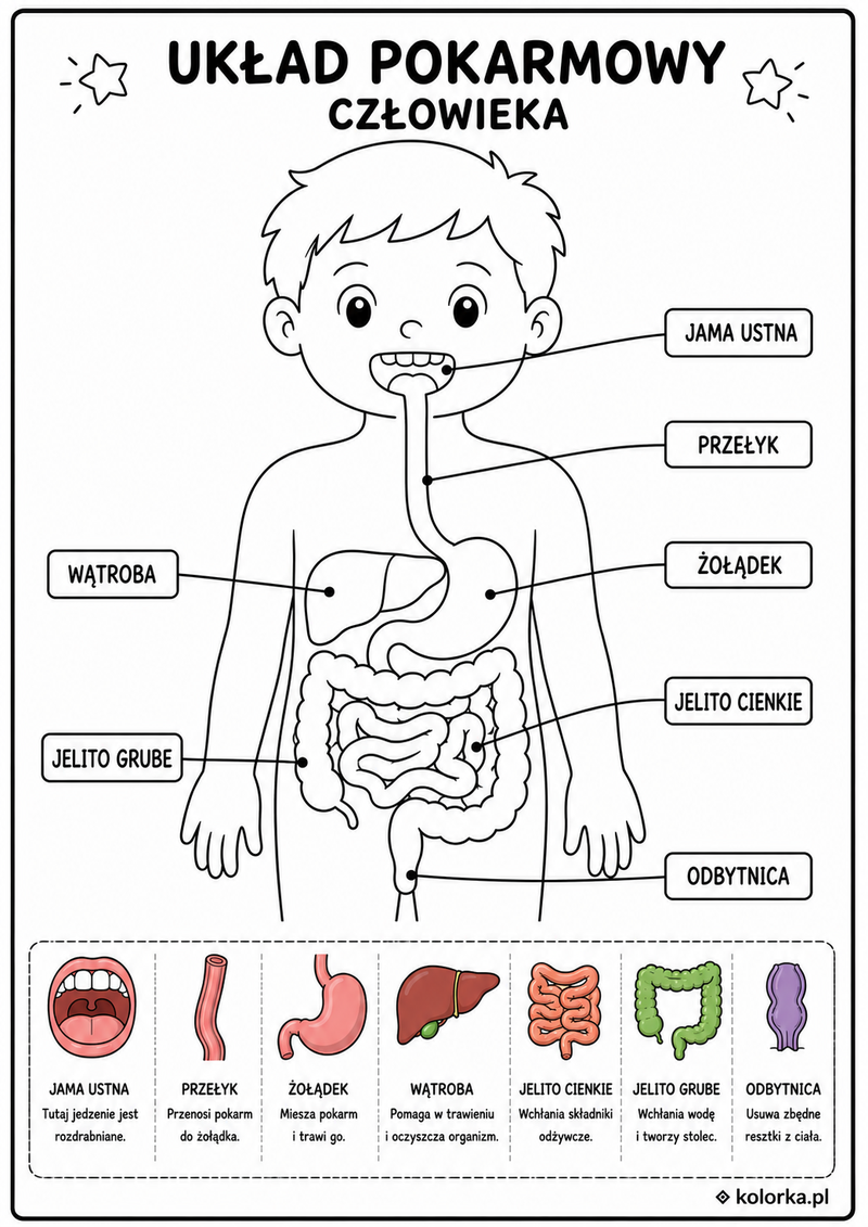 Kolorowanki anatomia człowieka - układ pokarmowy