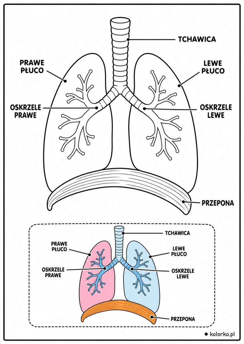 Kolorowanki anatomia człowieka - układ oddechowy