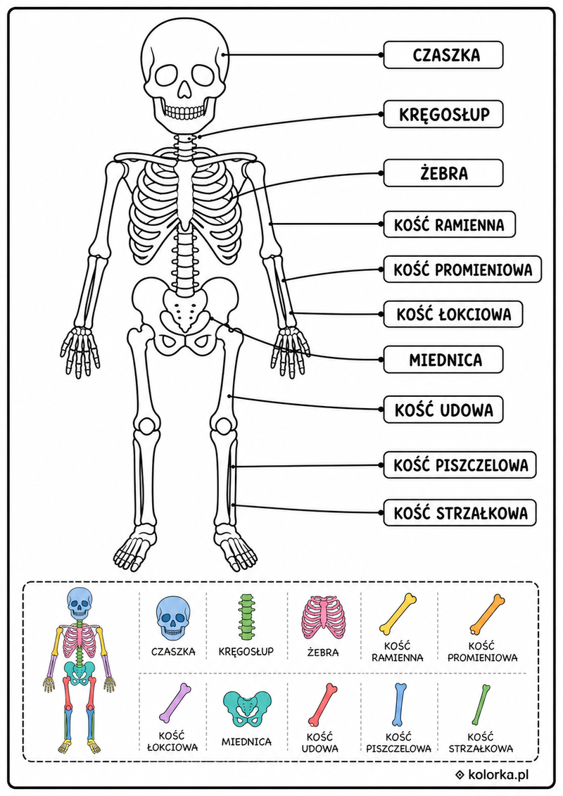 Kolorowanki anatomia człowieka - ludzki szkielet