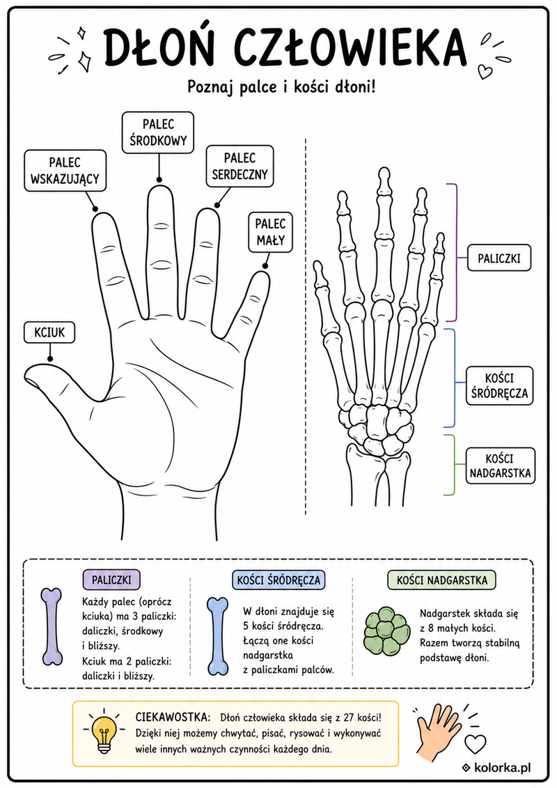Kolorowanki anatomia człowieka - budowa dłoni