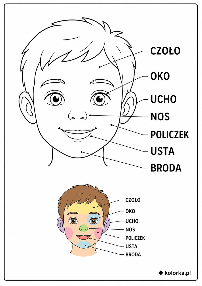 Kolorowanki anatomia człowieka - elementy twarzy