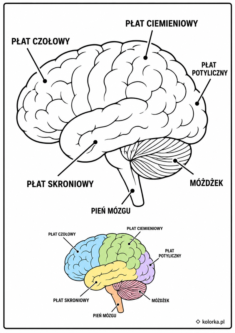 Kolorowanki anatomia człowieka - budowa mózgu