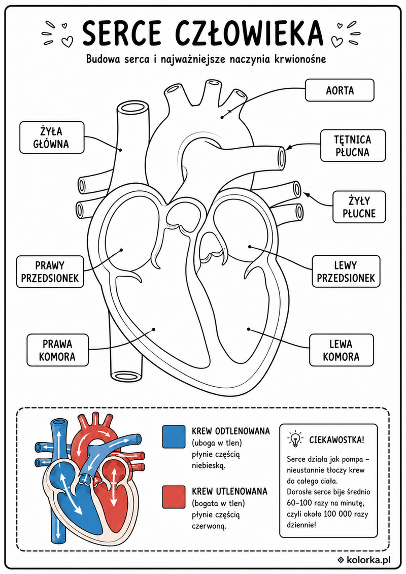 Kolorowanki anatomia człowieka - budowa serca