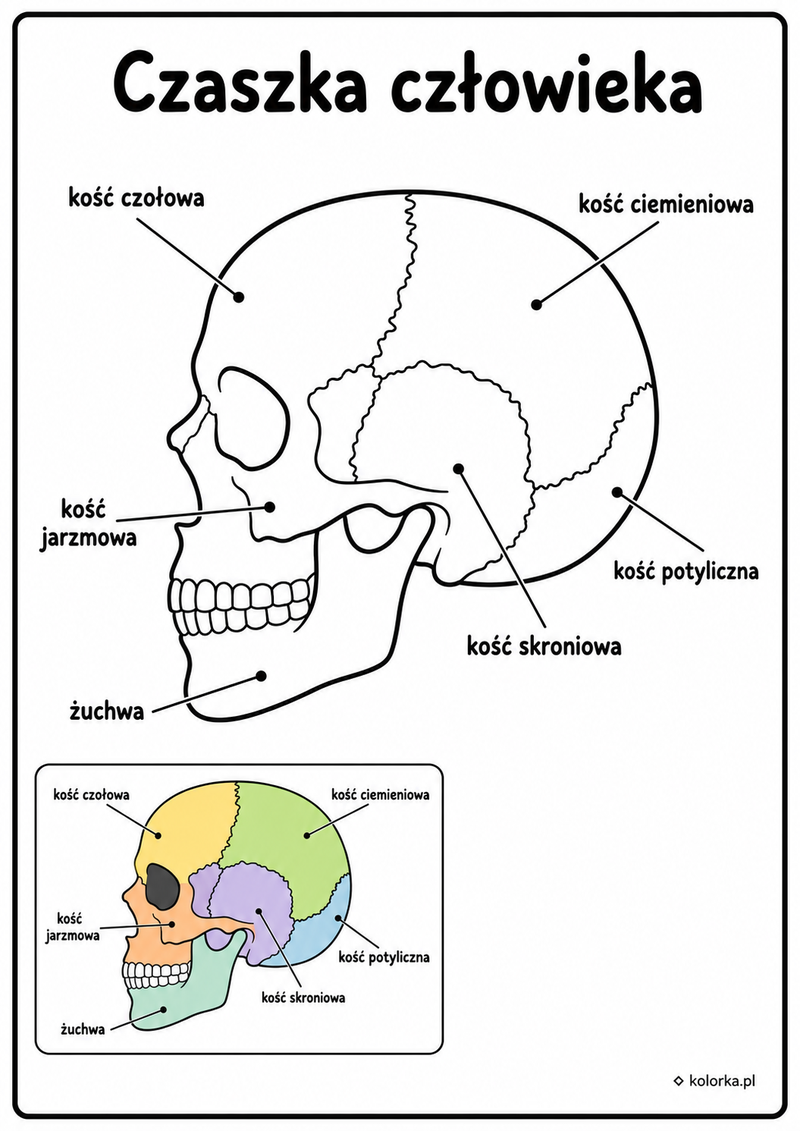 Kolorowanki anatomia człowieka - Czaszka z podpisanymi sześcioma kośćmi