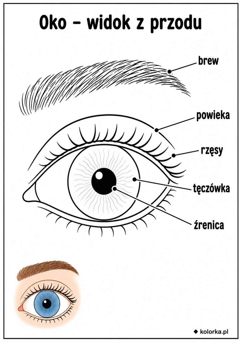 Kolorowanki anatomia człowieka - Oko z podpisaną brwią powieką rzęsami tęczówką i źrenicą