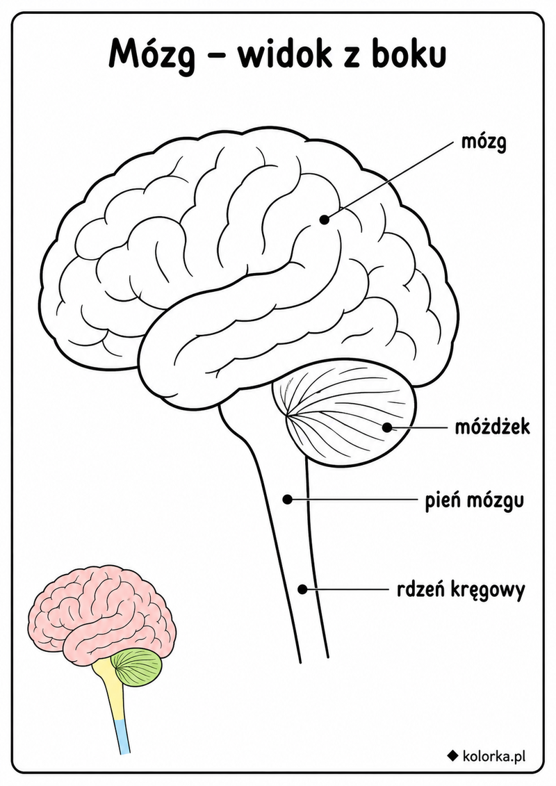 Kolorowanki anatomia człowieka - Mózg z podpisanym móżdżkiem pniem i rdzeniem