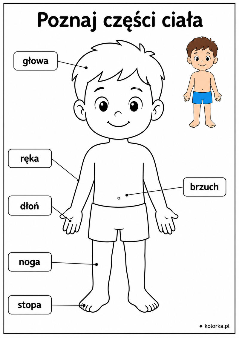 Kolorowanki anatomia człowieka - Sylwetka dziecka z podpisanymi częściami ciała