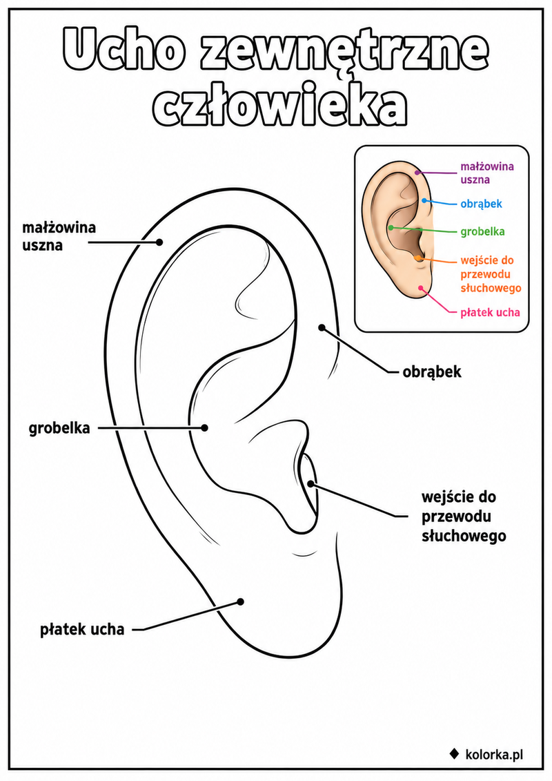 Kolorowanki anatomia człowieka - Ucho z podpisanymi zewnętrznymi częściami