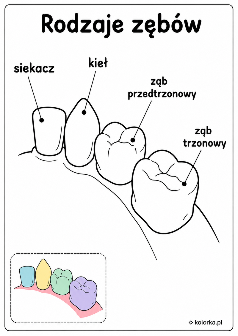 Kolorowanki anatomia człowieka - Cztery rodzaje zębów z kolorową podpowiedzią