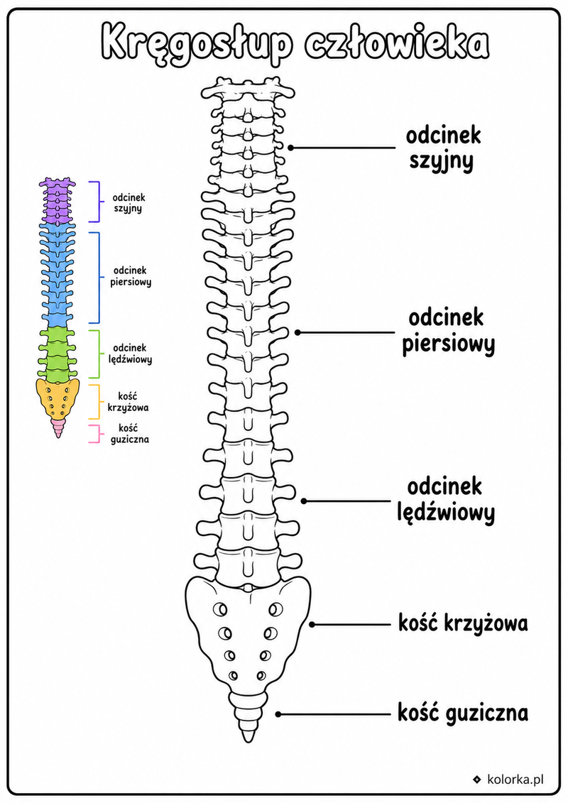 Kolorowanki anatomia człowieka - Kręgosłup z podpisanymi pięcioma odcinkami
