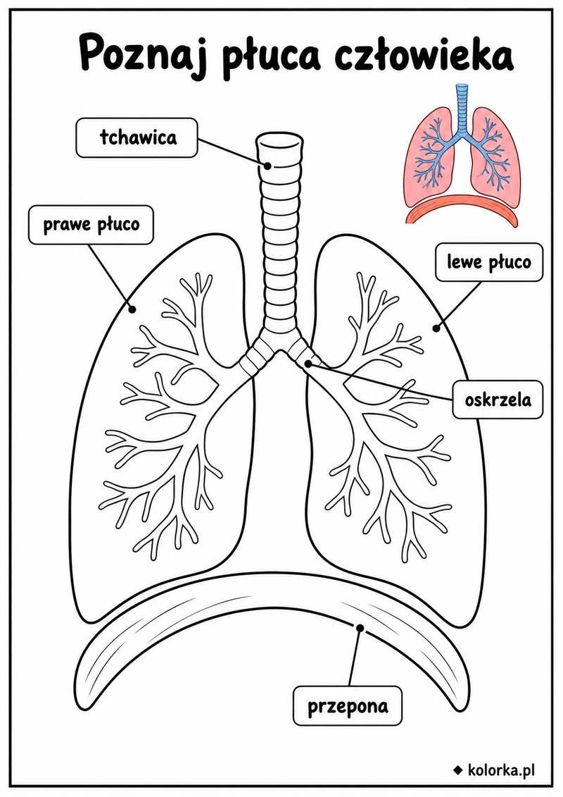 Kolorowanki anatomia człowieka - Płuca i główne drogi oddechowe z podpisami