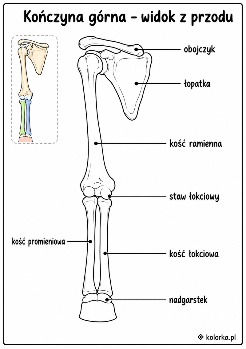 Kolorowanki anatomia człowieka - Kości obręczy barkowej ramienia i przedramienia