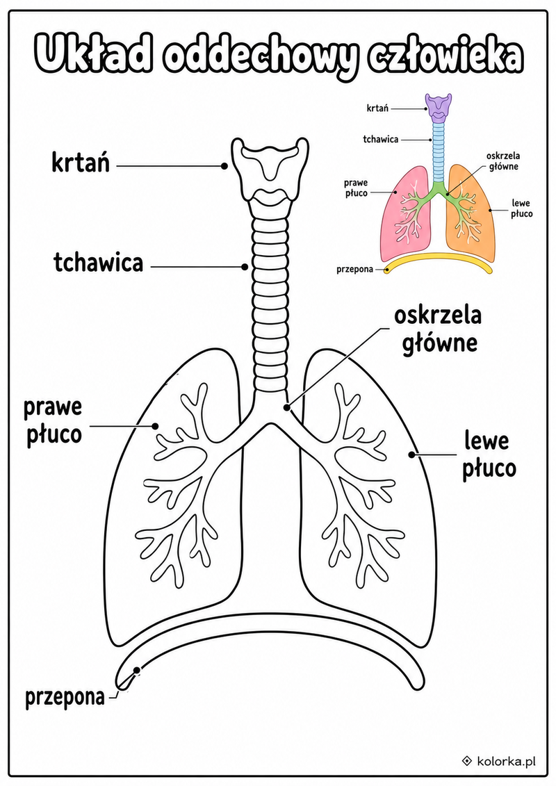 Kolorowanki anatomia człowieka - Płuca tchawica oskrzela krtań i przepona