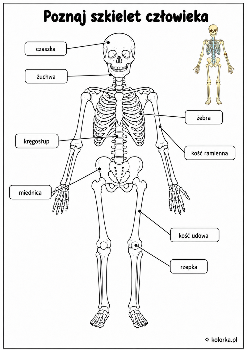 Kolorowanki anatomia człowieka - Szkielet człowieka z podpisanymi najważniejszymi kośćmi
