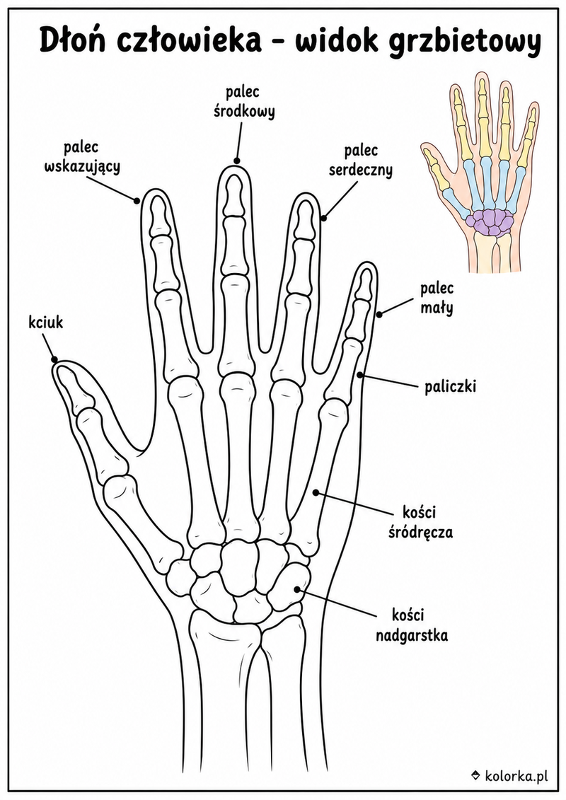 Kolorowanki anatomia człowieka - Dłoń z podpisanymi palcami i grupami kości