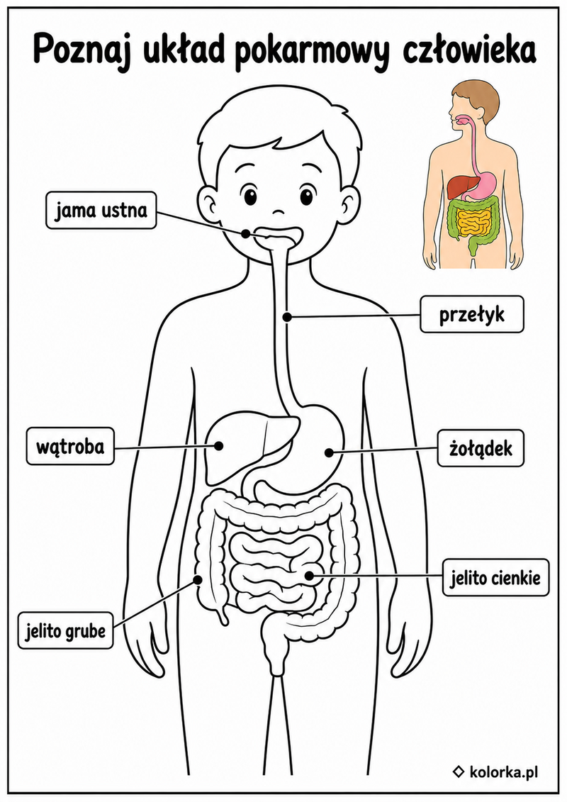 Kolorowanki anatomia człowieka - Układ pokarmowy z podpisanymi najważniejszymi narządami
