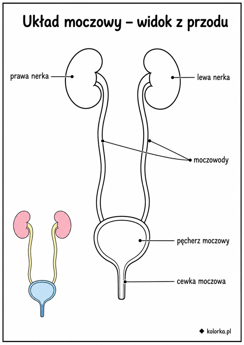 Kolorowanki anatomia człowieka - Układ moczowy z podpisanymi nerkami moczowodami i pęcherzem
