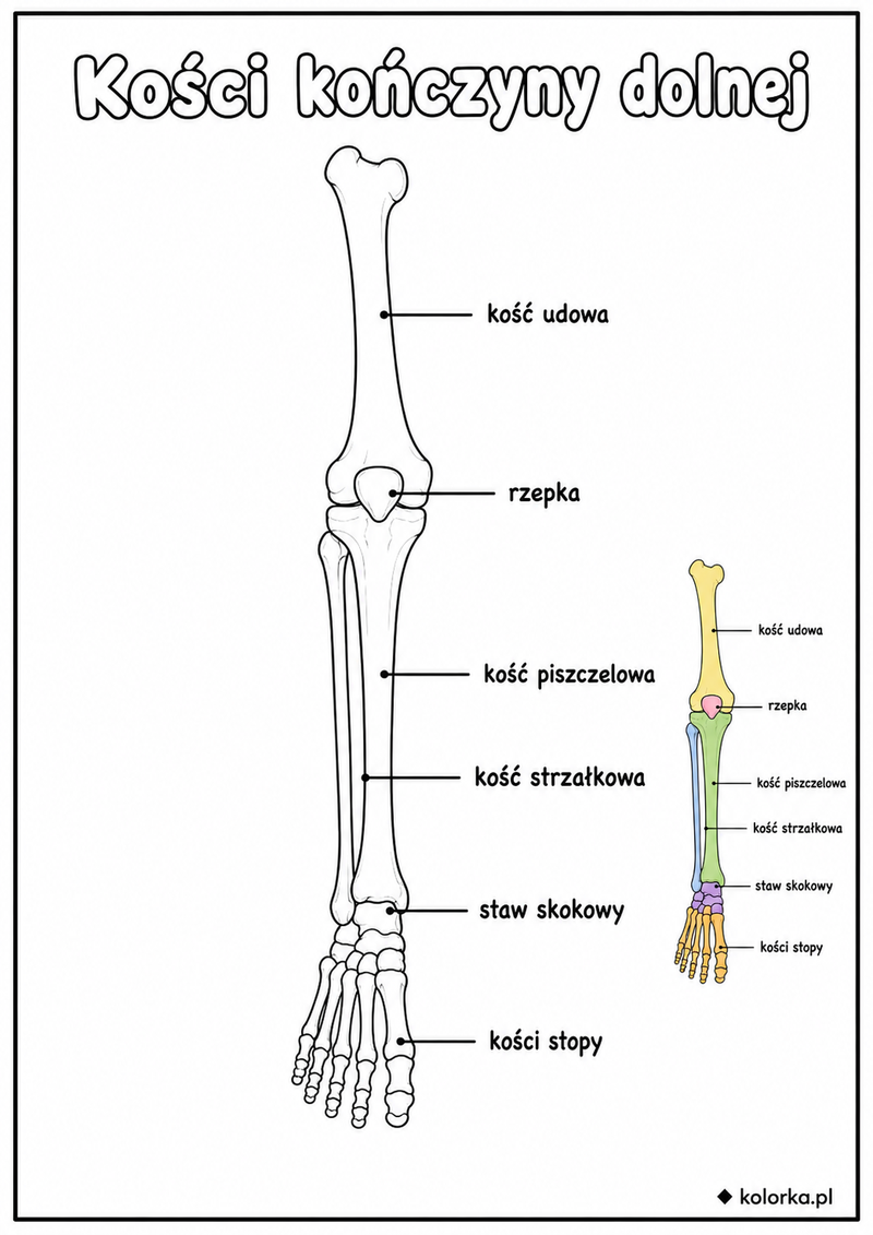 Kolorowanki anatomia człowieka - Kości kończyny dolnej z podpisami