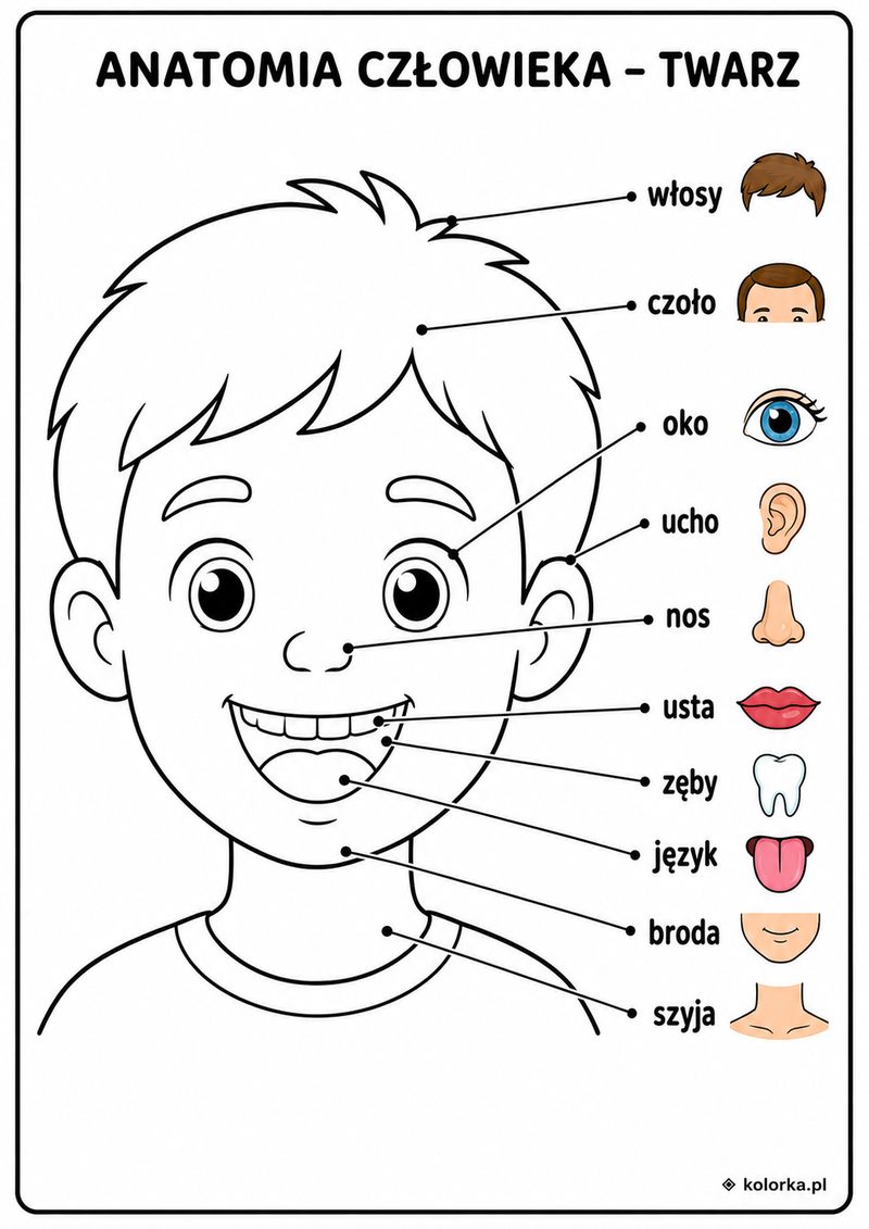 Kolorowanki anatomia człowieka - elementy ludzkiej twarzy