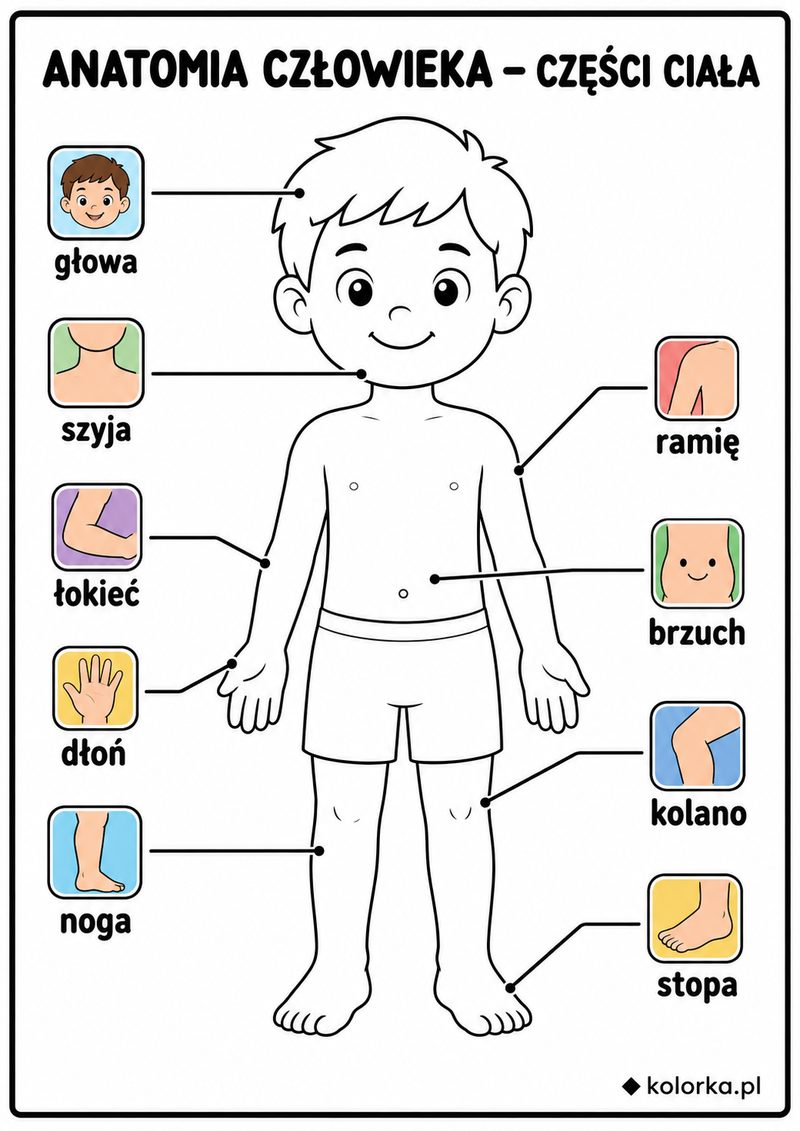 Kolorowanki anatomia człowieka - sylwetka i części ciała
