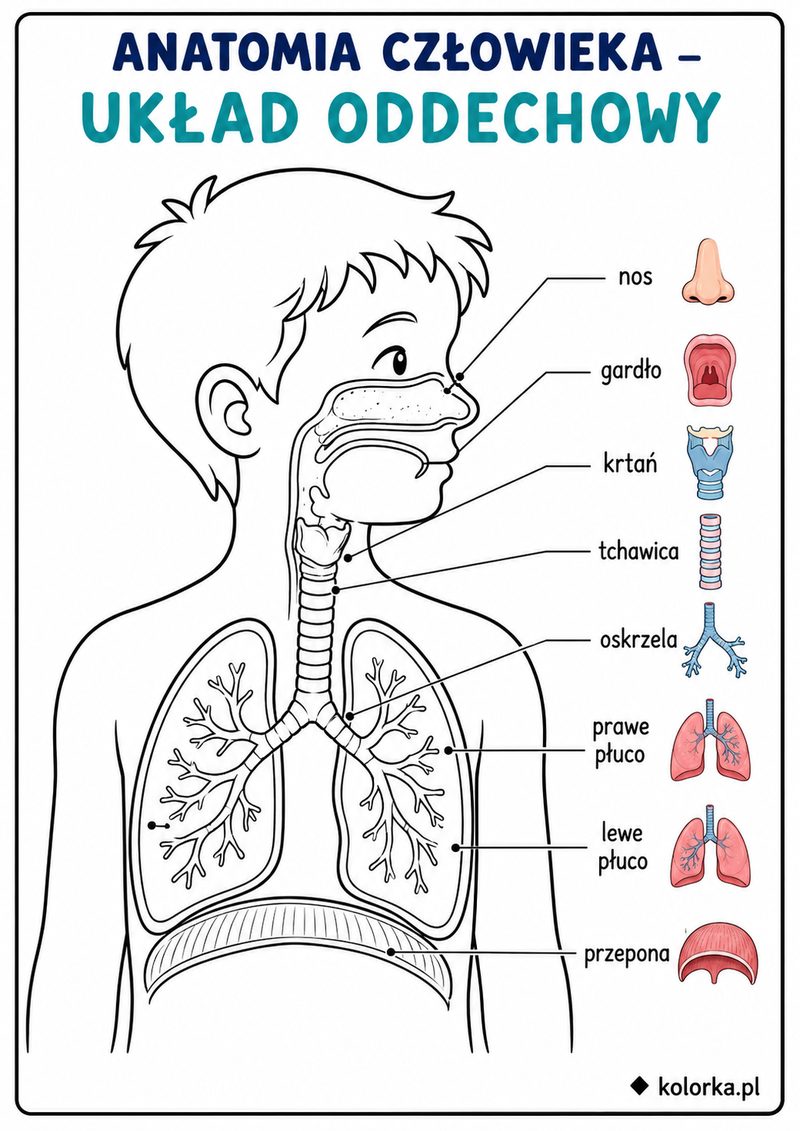 Kolorowanki anatomia człowieka - płuca i drogi oddechowe